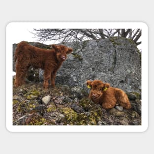 Scottish Highland Cattle Calves 1745 Sticker